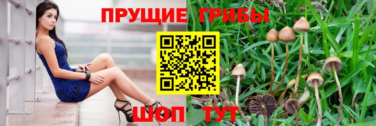 Галлюциногенные грибы Cubensis Глазов